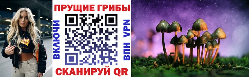 Купить закладки  Шелехов  Псилоцибиновые грибы Psilocybe 